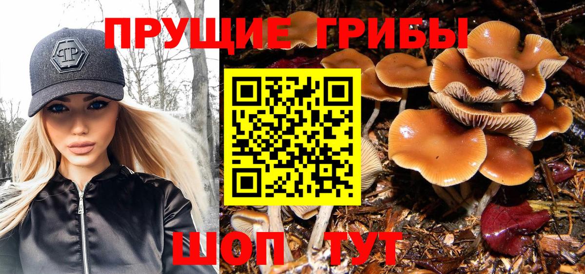 Псилоцибиновые грибы Psilocybine cubensis Каспийск